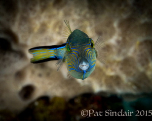 Sharpnosed Pufferfish - these are everywhere in Roatan in... by Patricia Sinclair 